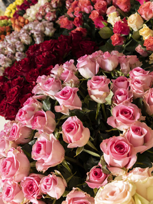 Verse rozen