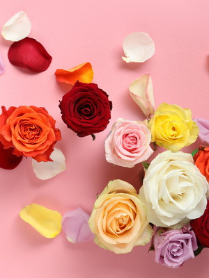 Betekenis van rozen kleuren
