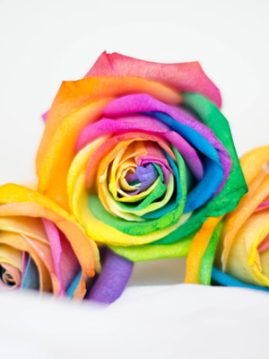 Gekleurde rozen