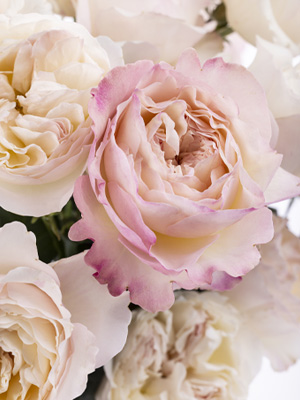 Exclusieve rozen