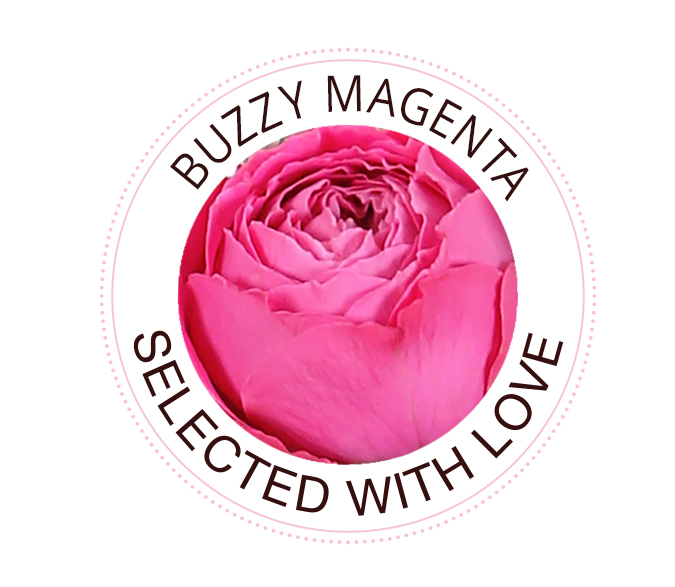 Buzzy Magenta rozen
