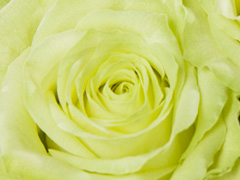 Groene roos