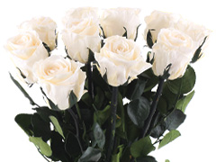 Long life rozen