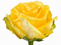 Gele roos