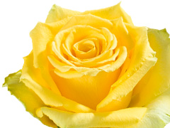 Kies je aantal gele rozen