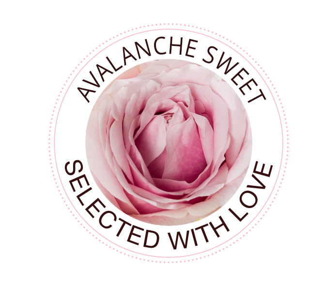 Avalanche Sweet rozen