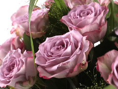 Lavendelkleurige rozen