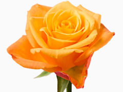 Oranje roos