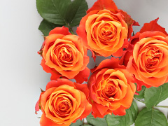 Oranje rozen