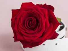 Red Naomi rozen