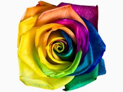 Regenboog roos