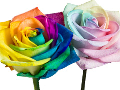 Regenboog rozen