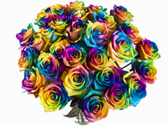 Regenboog rozen