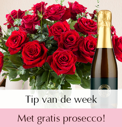 Dragende cirkel excuus Grootste Surprose.nl: Online rozen bestellen | rozen versturen NL