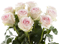 Roze rozen voor de lente