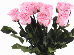 Roze long life rozen
