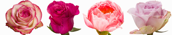 Roze rozensorten