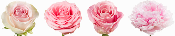 Roze rozen