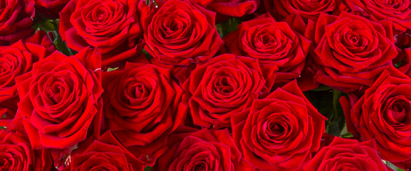 Rode rozen - Red Naomi