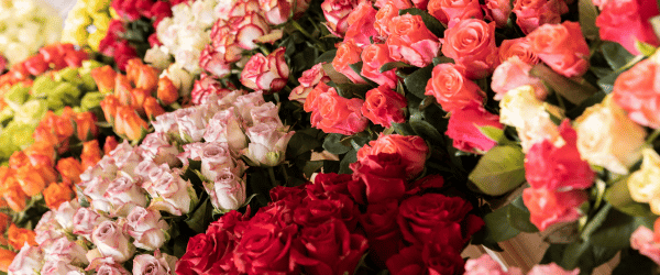 Verse rozen kopen Verse rozen bestellen
