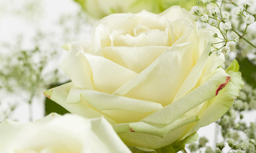 Witte rozen bestellen