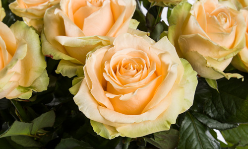 Zalmkleurige rozen bestellen