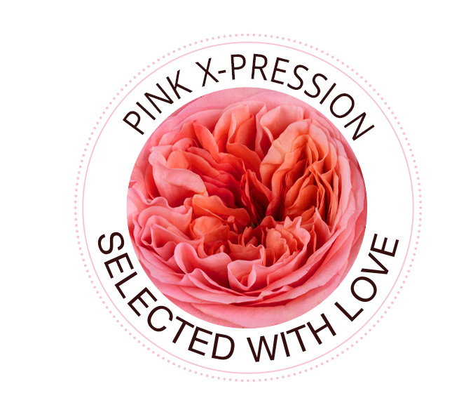 Pink X-Pression roos