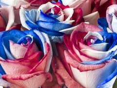 Rozen uit Nederland