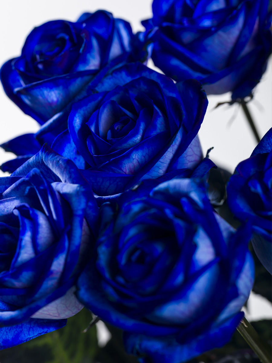 Blauw rozenboeket: hier bestellen
