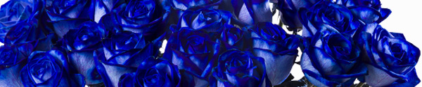 Blauwe rozen bestellen