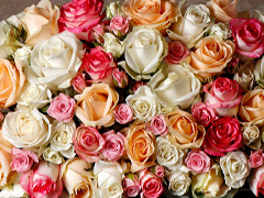 Symboliek van de kleuren rozen