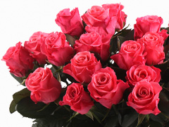 Roze Tacazzi rozen