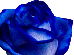 Blauwe Vendela roos