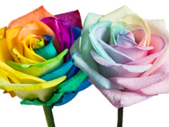 Vendela: Regenboog rozen