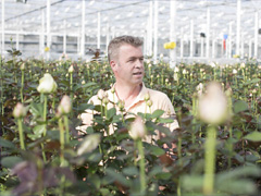 Arie van den Berg - Berg Roses