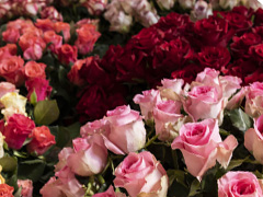 Verse rozen