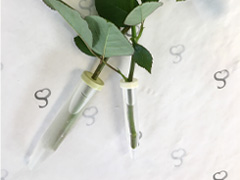 Waterflesjes voor rozen bestellen