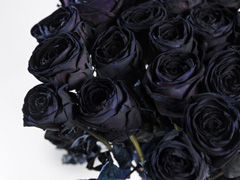 Zwarte rozen van Surprose