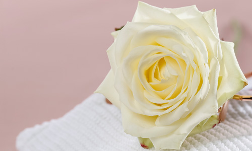 Blog: betekenis van witte rozen