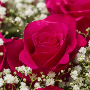 Tacazzi rozen Tacazzi rozen