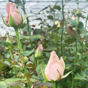 Blog: Verse rozen
