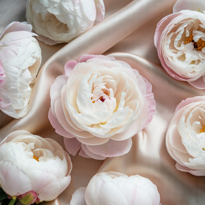 Witte pioenroos - Gardenia Witte pioenroos - Gardenia