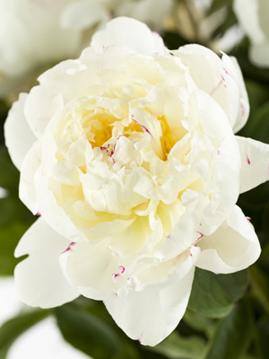 Witte pioenroos