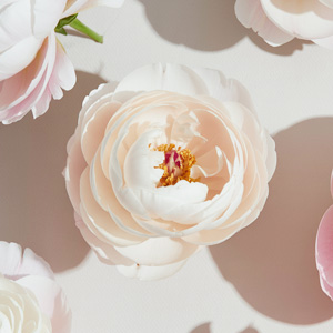 Witte pioenrozen Witte pioenrozen