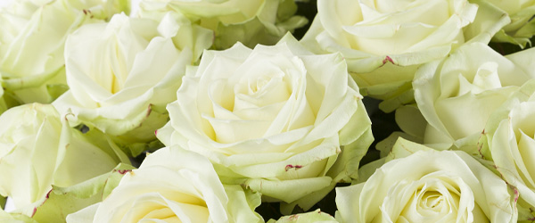 Witte rozen - Avalanche Witte rozen - Avalanche