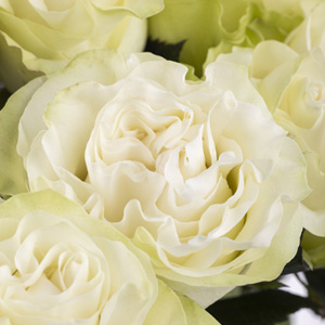 Witte rozen - Moonstone
