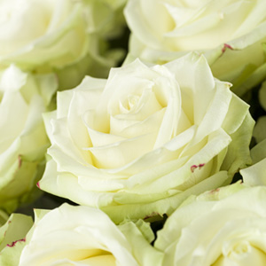 Witte rozen bestellen