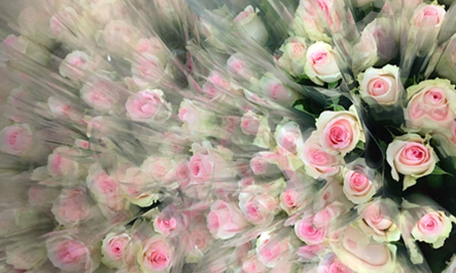 Zakelijk online rozen bestellen Zakelijk bloemen bestellen