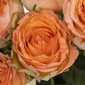 Zalmkleurige rozen - Country Home